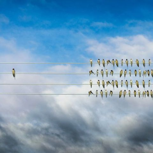 birds sitting on power lines with cloudy sky in the background